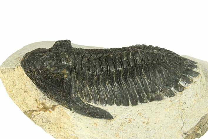 Bargain, Hollardops Trilobite Fossil - Ofaten, Morocco #287483